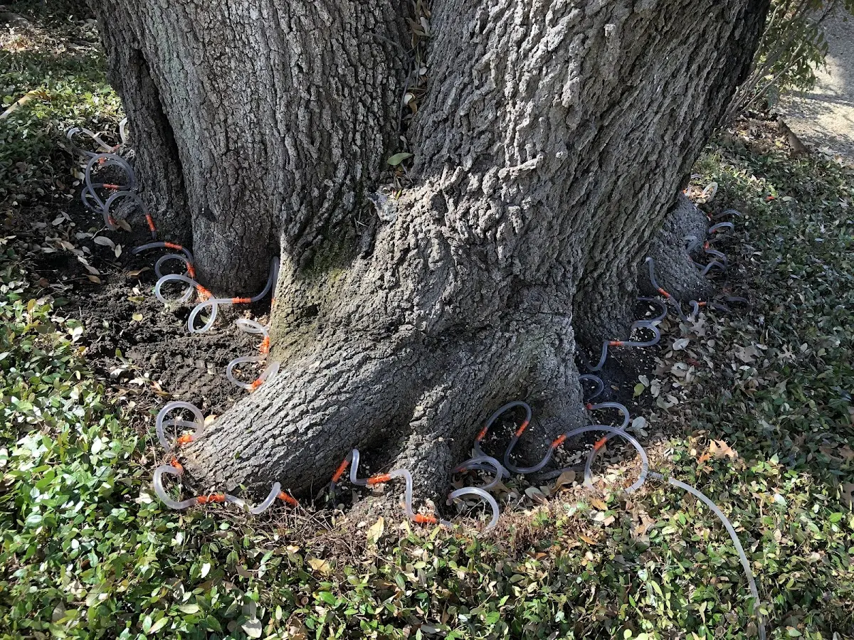 Detailed Tree Cabling and Bracing job site in Delray Beach